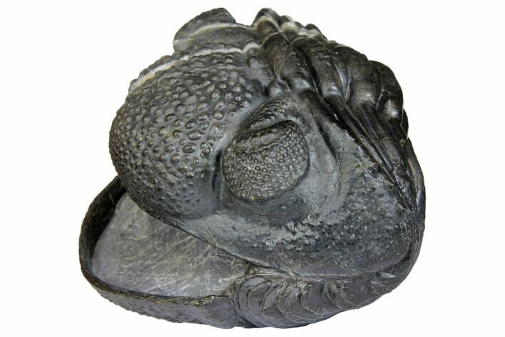 Giant, Enrolled, Pedinopariops Trilobite - Mrakib, Morocco #146605